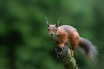 Eurasian red squirrel (Sciurus vulgaris) jumping in the forest of Noord Brabant in the Netherlands. Green background © henk bogaard