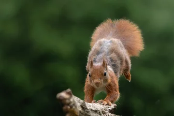 Stoff pro Meter Eurasian red squirrel (Sciurus vulgaris) jumping in the forest of Noord Brabant in the Netherlands. Green background © henk bogaard
