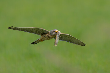 Common Kestrel (Falco innunculus) flying with a prey to feed the chiks in the meadows in the Netherlands             