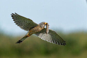 Common Kestrel (Falco innunculus) flying with a prey to feed the chiks in the meadows in the Netherlands             