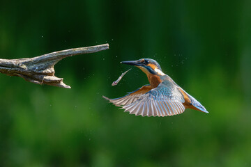 Common Kingfisher (Alcedo atthis) flying away after diving for fish in the forest in the Netherlands
