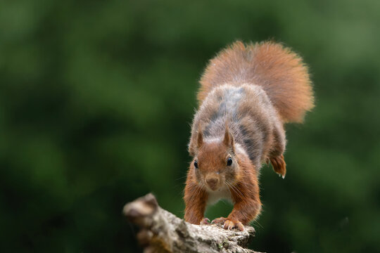 Eurasian red squirrel (Sciurus vulgaris) jumping in the forest of Noord Brabant in the Netherlands. Green background