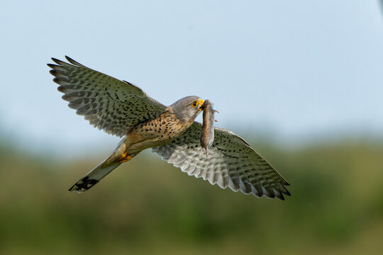Common Kestrel (Falco innunculus) flying with a prey to feed the chiks in the meadows in the Netherlands             