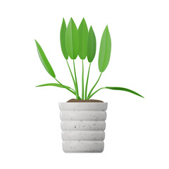 Spathiphyllum Plant  3D Illustrations