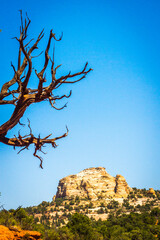 tree in the mountains