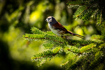 sparrow on a branch