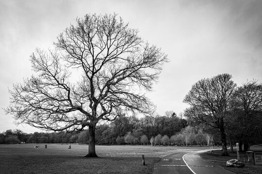 Black And White Image Of A Country Park In Winter, Witten Park, Blackburn, Lancashire, England