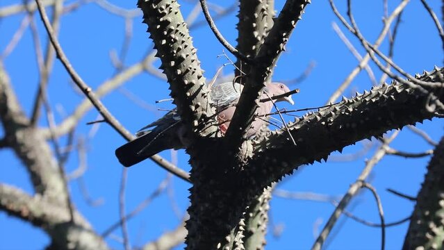 Wild dove known as "pigeon" or "white wing" or "carijó dove" (Patagioenas picazuro) making its nest. Beautiful nature video with life lesson.Birds making a nest.