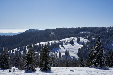 Winter landscape in Black Forest. Sunny day with blue sky. Germany, Grafenmatt, Feldberg.