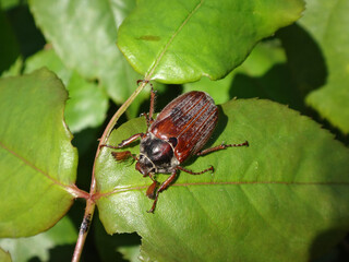 Male common cockchafer, also known as May bug or May beetle, (Melolontha melolontha) on green leaves of a rose plant