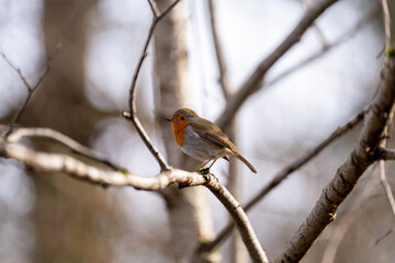 Beautiful European Robin. Typical bird. Curious, cautious, fast. Flying from place to place, exploring, climbing on a branch. Scotland birds