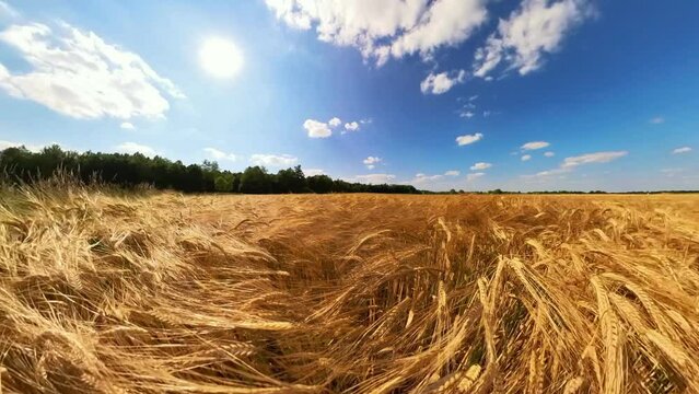 goldgelbes Getreidefeld mit blauem Himmel und leichtem Wind, Kornfeld, Landwirtschaft, Ackerbau, Weizen, Roggen, Hafer, Dinkel
