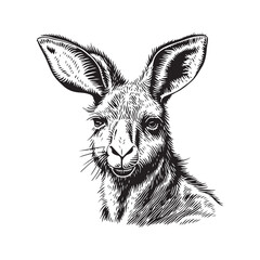 Kangaroo head vector illustration on a white background. Vintage Kangaroo illustration