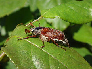 Male common cockchafer, also known as May bug or May beetle, (Melolontha melolontha) on green leaves of a rose plant