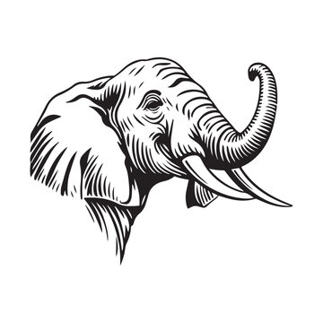 recommend clip art: Elephant head vector illustration on a white background. Vintage Elephant illustration