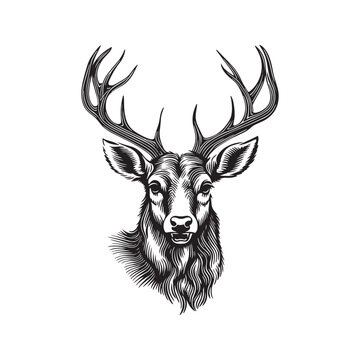 Deer head vector illustration on a white background. Vintage deer illustration