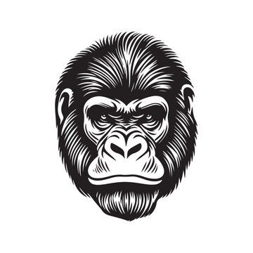 Gorilla head vector illustration on a white background. Vintage gorilla illustration