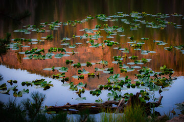 lilies in a pond