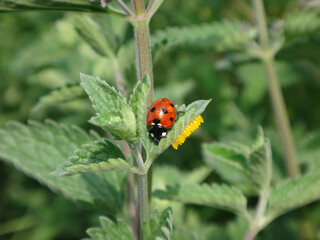 Seven-spot ladybird beetle (Coccinella septempunctata) next to a cluster of yellow eggs laid on the underside of a catmint leaf © Distracted_by_Bugs