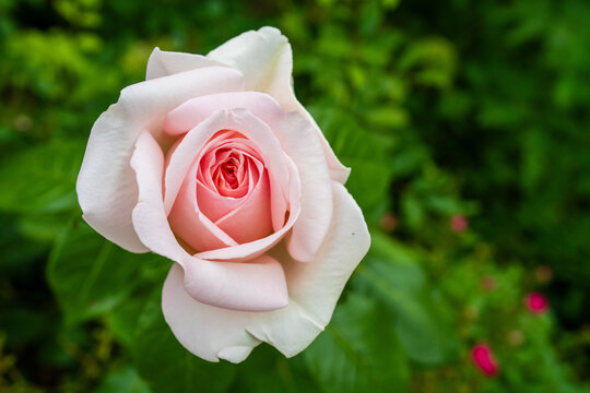 Closeup of pink rose petals