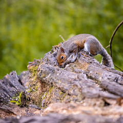 squirrel on a tree