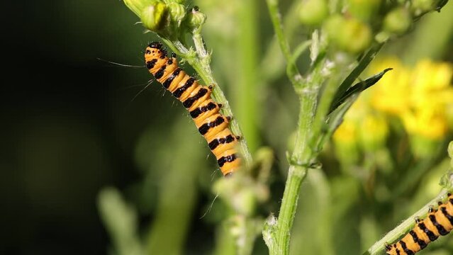 one yellow black caterpillar of the cinnabar moth feeding on a ragwort plant