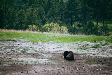  buffalo in the field