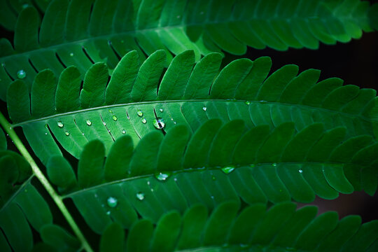 Raindrops on the leaves of a green fern after a night shower in Windsor in Upstate NY. Water beads up on the leaf surface and lit by the morning sun. - Powered by Adobe