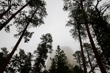 trees and sky