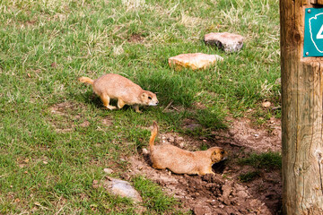 prairie dogs in the forest