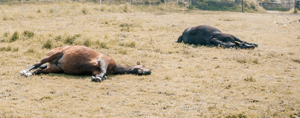 Chevaux couch&eacute;s