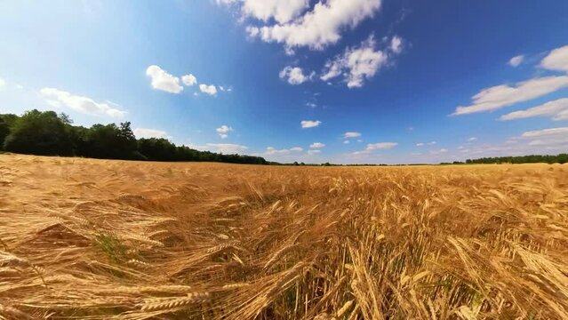 goldgelbes Getreidefeld mit blauem Himmel und leichtem Wind, Kornfeld, Landwirtschaft, Ackerbau, Weizen, Roggen, Hafer, Dinkel