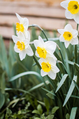 Wonderful daffodil flowers bloom in spring outdoors