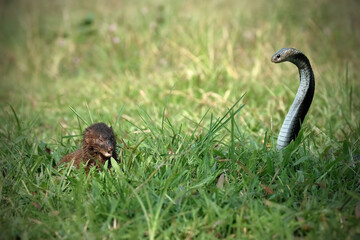 a mongoose attacked by a cobra