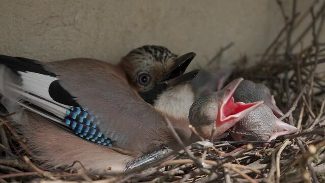 Blue jay mother with chiks in a nest