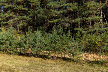 Coniferous pine tree with long needles