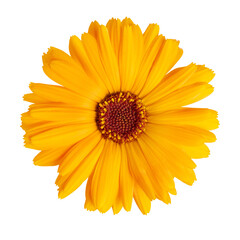 Calendula officinalis flower isolated on white or transparent background. Marigold medicinal plant,...