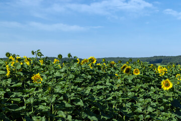 Beautiful blooming flowers sunflowers in the field
