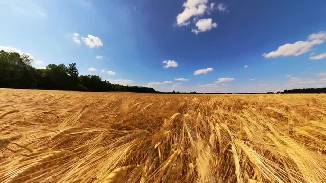 goldgelbes Getreidefeld mit blauem Himmel und leichtem Wind, Kornfeld, Landwirtschaft, Ackerbau, Weizen, Roggen, Hafer, Dinkel