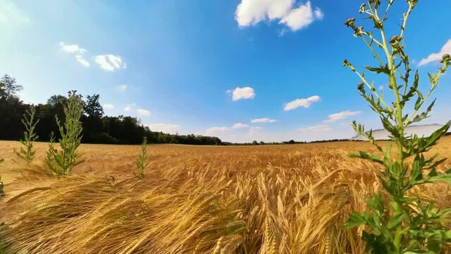 goldgelbes Getreidefeld mit blauem Himmel und leichtem Wind, Kornfeld, Landwirtschaft, Ackerbau, Weizen, Roggen, Hafer, Dinkel