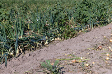 A field with a ripe onion harvest during the food harvest