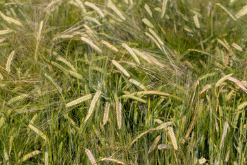 An agricultural field where ripening cereal wheat grows