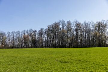 Fototapeta premium agricultural field with green signs in the spring season