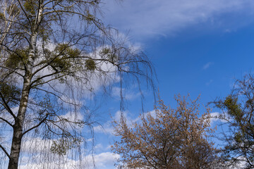 Tall birch trees in early spring without foliage