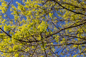 long maple flowers in the spring season, beautiful maple