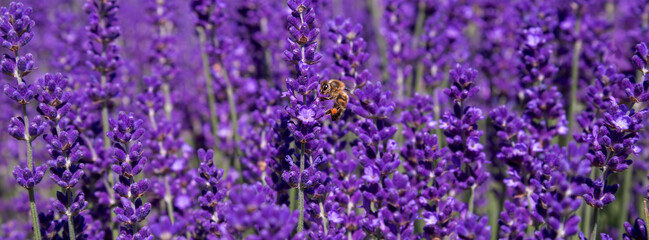 Lavender flower blooms on the field. Blooming fragrant lavender flowers on a field.