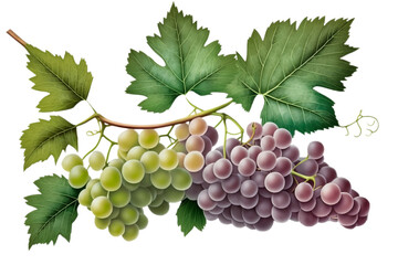 Obraz premium Grape bunch of green and dark grapes isolated on a white background illustration. Long grape branch