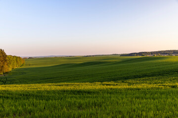 young green wheat in the field in the spring season