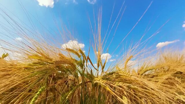 goldgelbes Getreidefeld mit blauem Himmel und leichtem Wind, Kornfeld, Landwirtschaft, Ackerbau, Weizen, Roggen, Hafer, Dinkel