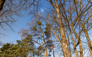 Bare trees in early spring in sunny clear weather